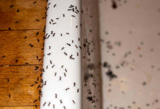 Best Flea Control Services  in Pleasant View, TN