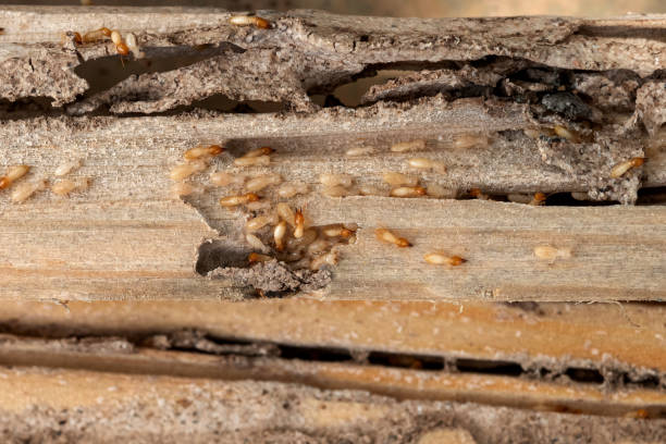 Best Pest Prevention Services  in Pleasant View, TN